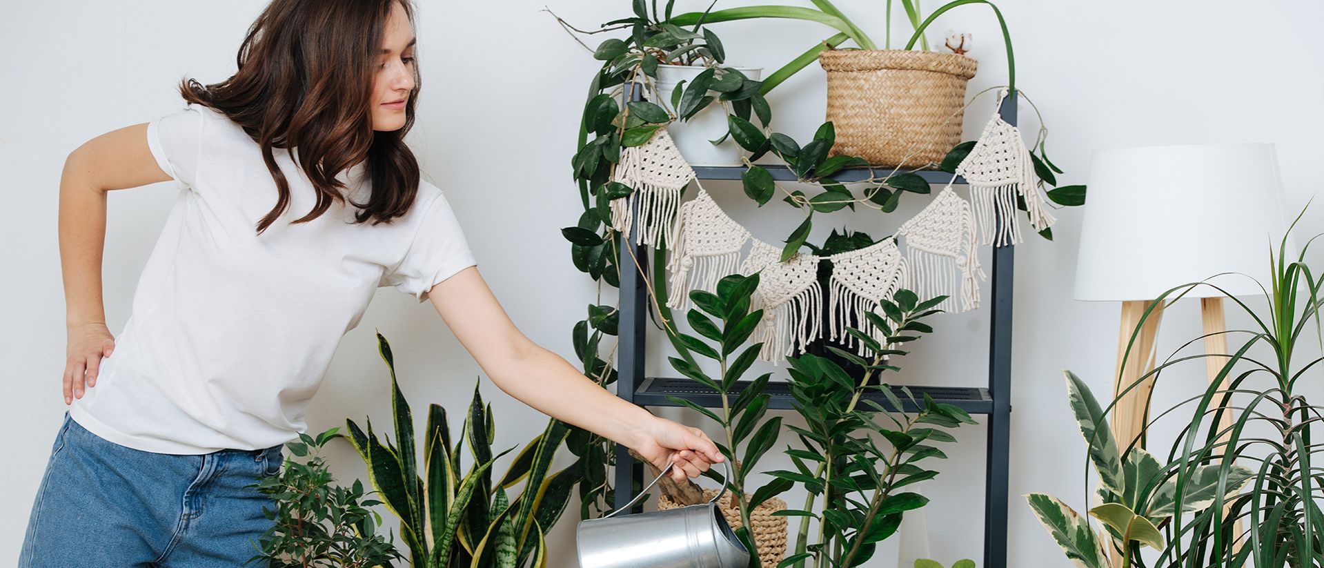 Le piante che depurano l'aria in casa o in ufficio